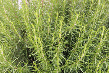 fresh rosemary spice at Corfu Island (Greece)