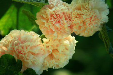 Alcea is a genus of about 60 species of flowering plants in the mallow family Malvaceae, commonly...