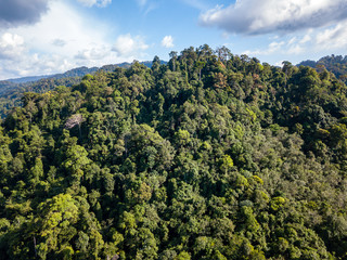 Fototapeta na wymiar Aerial drone view of lush, green tropical rainforest