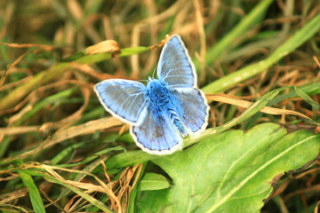 The common blue butterfly (Polyommatus icarus) is a butterfly in the family Lycaenidae and subfamily Polyommatinae.