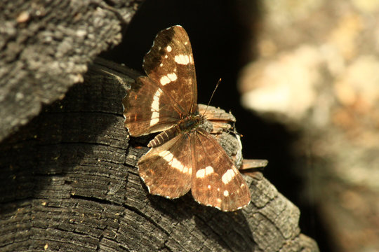 Limenitis camilla, the (Eurasian) white admiral, is a butterfly of the family Nymphalidae.