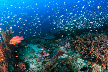 Hundreds of tropical fish swim around a colorful coral reef