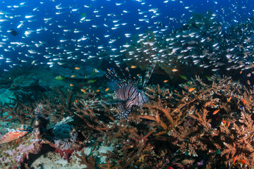 Fototapeta na wymiar Hundreds of tropical fish swim around a colorful coral reef
