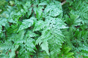 Davallia canariensis green fern plant
