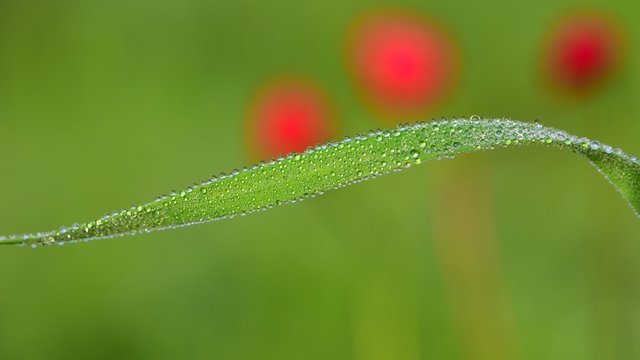 Dew 382