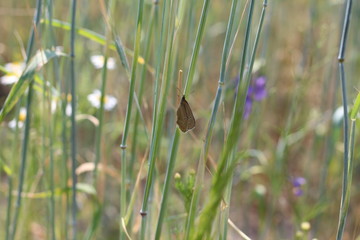 butterfly in green grass on Sunny day