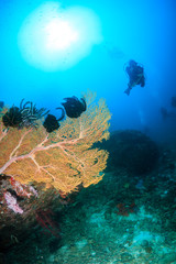 SCUBA diver swimming next to a large sea fan on a tropical coral reef