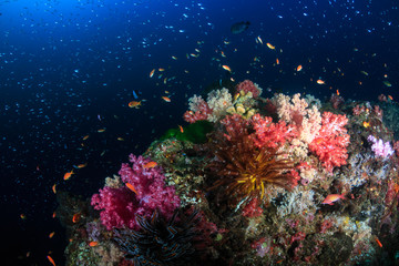 Fototapeta na wymiar Beautiful, colorful but fragile soft corals on a tropical coral reef