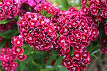 Fototapeta premium red flowers Phlox growing in the garden