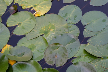 Blätter der Seerosen im Wasser © Tobias