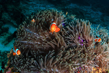 Fototapeta na wymiar A family of beautiful False Clownfish in their host anemone on a tropical coral reef
