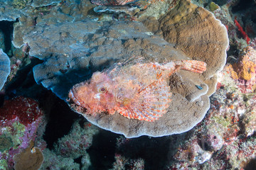 Fototapeta na wymiar Colorful Scorpionfish hiding on hard coral on a tropical reef