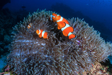 Naklejka na ściany i meble A family of beautiful False Clownfish in their host anemone on a tropical coral reef