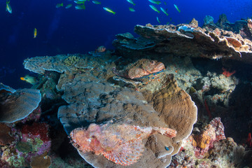 Fototapeta na wymiar Colorful Scorpionfish hiding on hard coral on a tropical reef