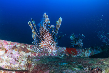 Naklejka na ściany i meble Several colorful Lionfish hunting at dawn on a deep shipwreck on a tropical coral reef