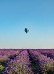 Fototapeta premium Plateau de Valensole 2018