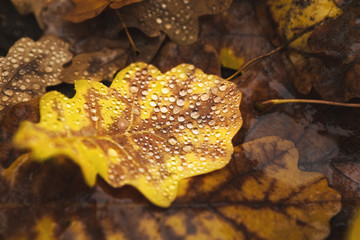 Fallen oak leaves with water drops