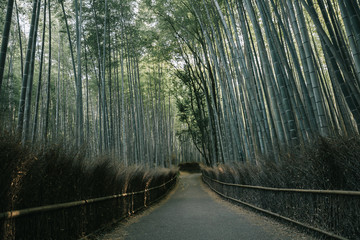 Bamboo forest walkway with film vintage style