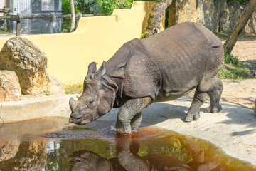 Naklejka premium The rhinoceros enters the water.