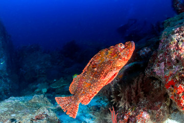 A rarely seen Scorpion Fish free swimming in the ocean on a coral reef