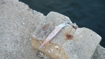 Close-up the small sea squid on the ground.