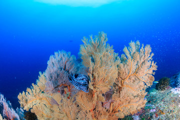 Beautiful and delicate soft corals on a healthy tropical reef