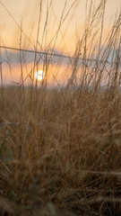 Gras vor Sonnenuntergang 