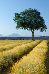 Fototapeta premium Plateau de Valensole 2018