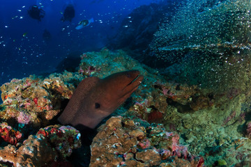 Fototapeta premium Giant Moray Eel and background SCUBA divers on a deep, dark, tropical coral reef