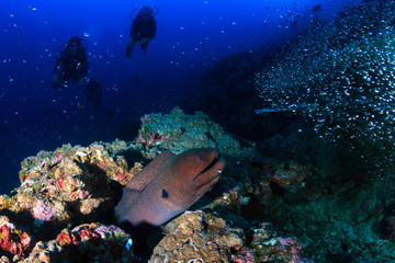 Giant Moray Eel and background SCUBA divers on a deep, dark, tropical coral reef