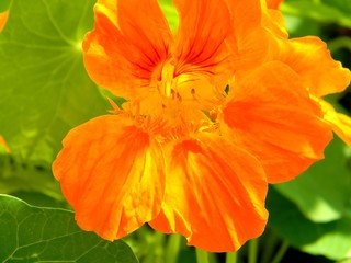 Fototapeta premium nasturtium