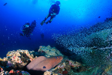 Giant Moray Eel and background SCUBA divers on a deep, dark, tropical coral reef