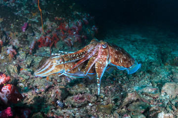 A pair of beautiful Cuttlefish mating on a dark coral reef at dawn