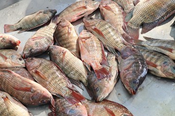 fresh fish in market