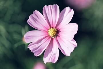 Obraz premium Cosmos pink flowers close up in field background vintage style