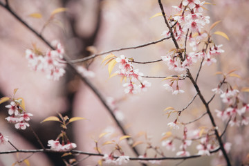 Cherry blossom flowers , sakura flowers in pink background vintage style