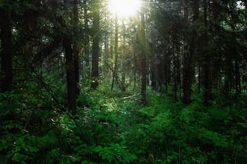 very wild forest with pine, spruce and fern. The sun breaks through the branches