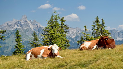 Fototapeta na wymiar View on Dachstein Mountain with the cow, Bischofsmuetze in the background, Salzkammergut, AustriaAustria