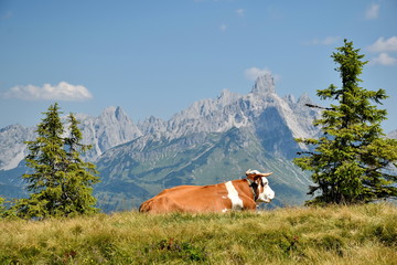Fototapeta na wymiar View on Dachstein Mountain with the cow, Bischofsmuetze in the background, Salzkammergut, AustriaAustria