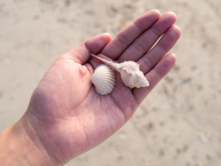 ea shells in woman hand over sand beach. Do not take shells back home. It's home of Hermit crab. Natural conserve concept.
