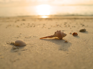 Sea shells on sand beach at sunset in summer day.