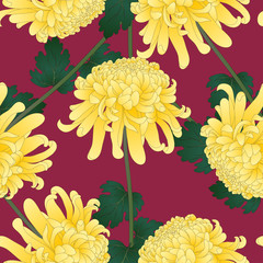Yellow Chrysanthemum Flower on Violet Background