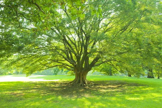 大樹 の画像 2 478 件の Stock 写真 ベクターおよびビデオ Adobe Stock