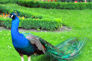 Obraz premium Peacock with a folded tail walks on the lawn in a blooming park