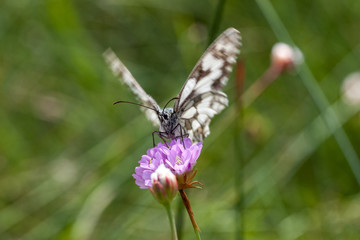 Schachbrettfalter