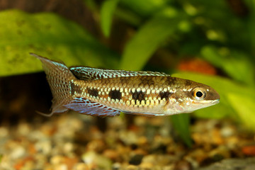 Checkerboard Cichlid Dicrossus filamentosus aquarium fish dwarf cichlid 