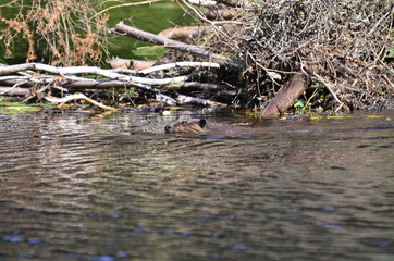 Beaver in the wild