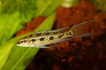 Checkerboard Cichlid Dicrossus filamentosus aquarium fish dwarf cichlid 
