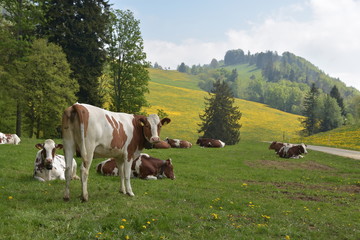 Fototapeta na wymiar Switzerland landscape cow