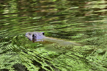 Beaver swimming in a Green Reflection, Ontario, Canada